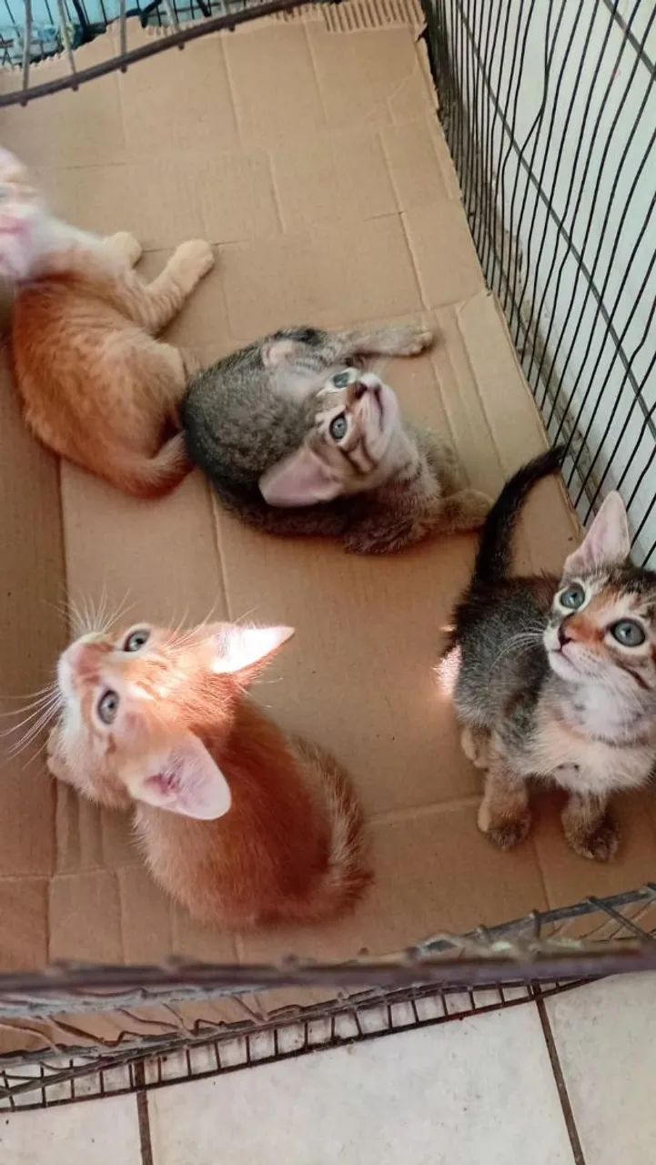 Gatos - Foto 3
