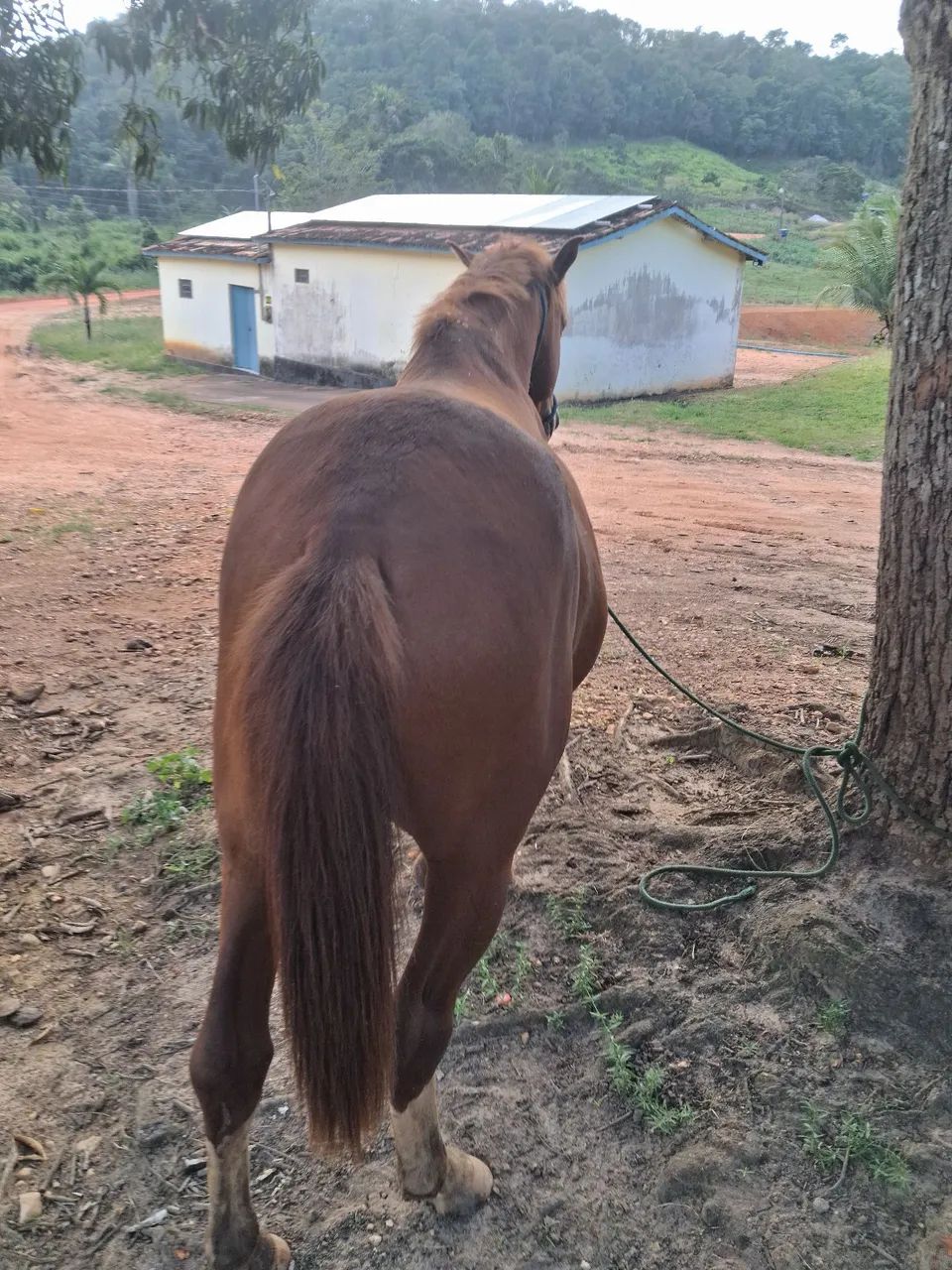 Cavalo mestiço de manga larga machador  - Foto 2