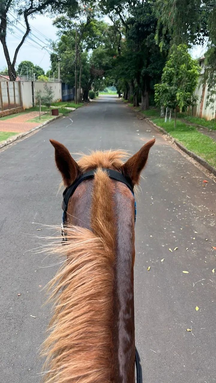 Cavalo - Foto 3