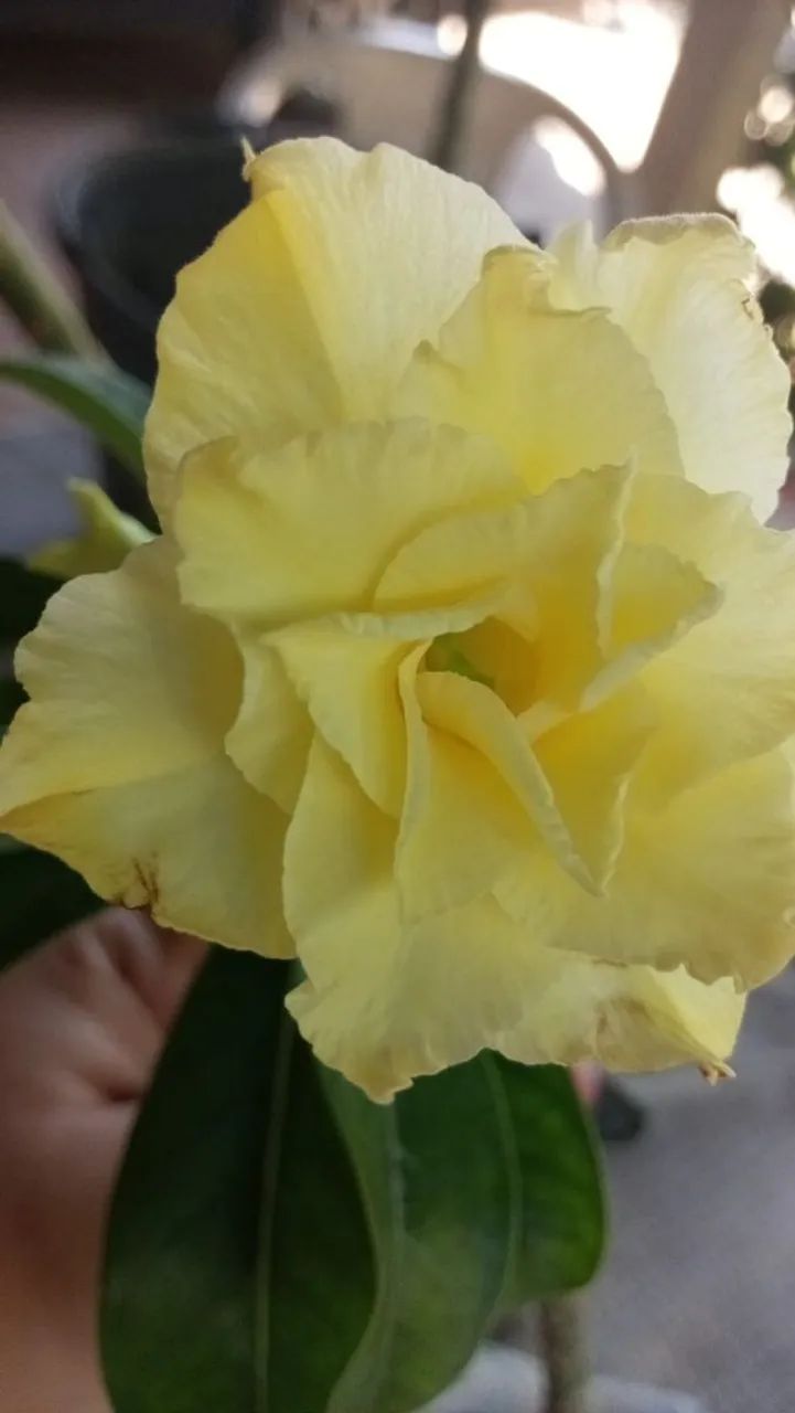Rosa do deserto com flor