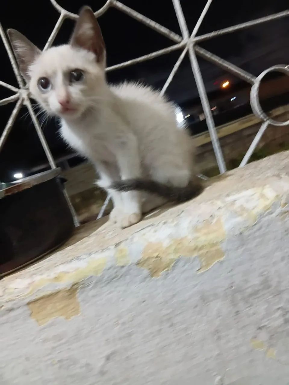 Gatinha fêmea de 4 meses - Foto 4