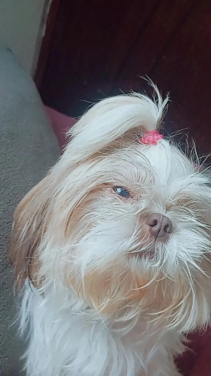  Vende se cachorro 