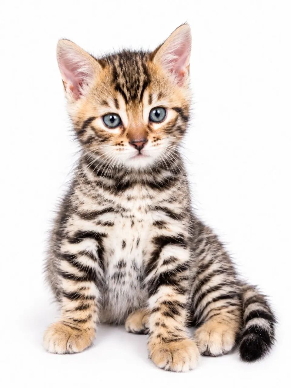 Bengal - Foto 5