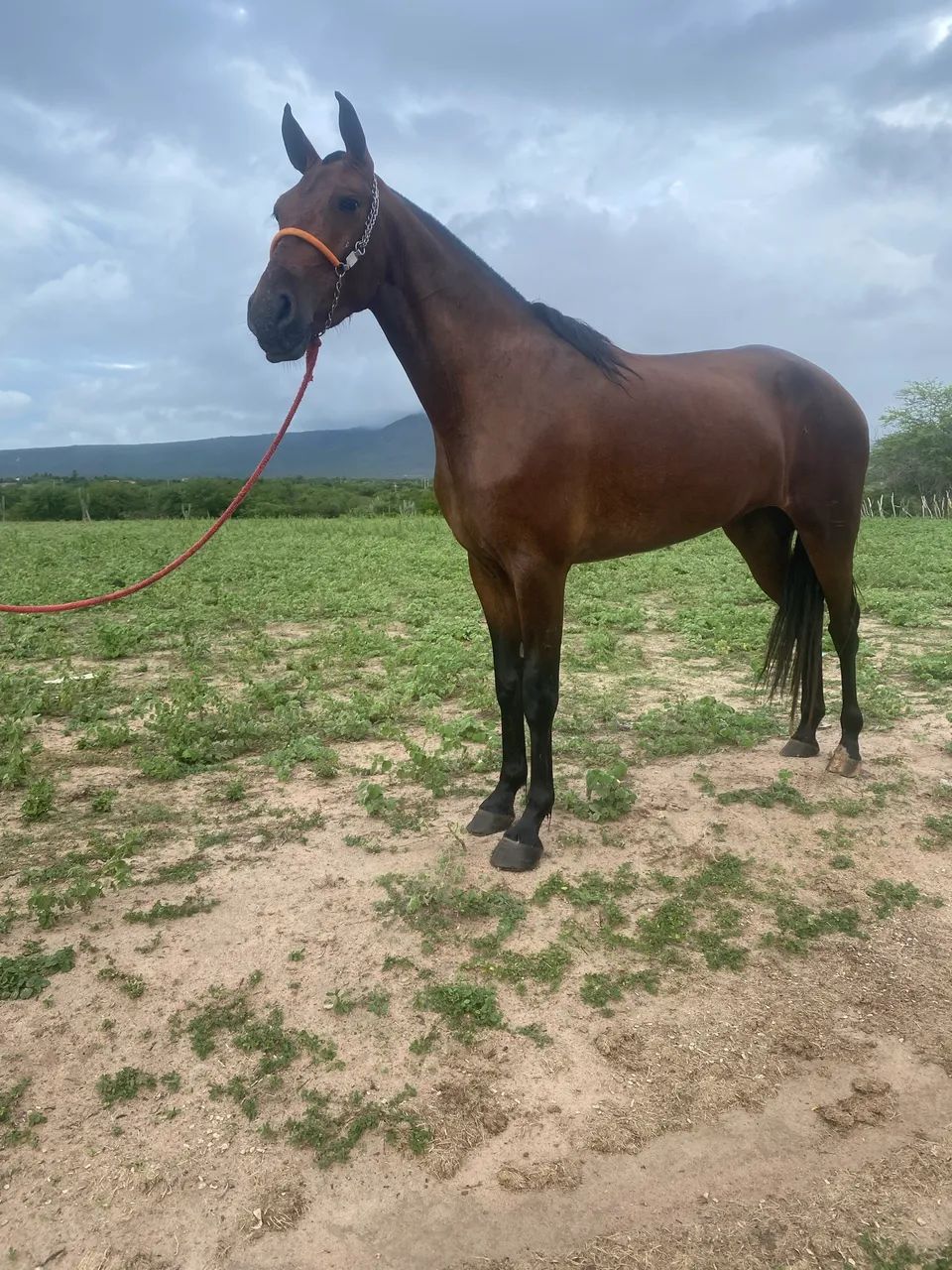 Égua mangalarga  - Foto 3