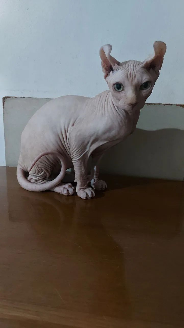 Sphynx Elf Macho  - Foto 5