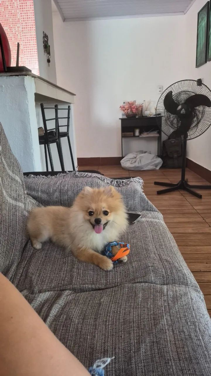 Babá  de pet pequeno porte. - Foto 4