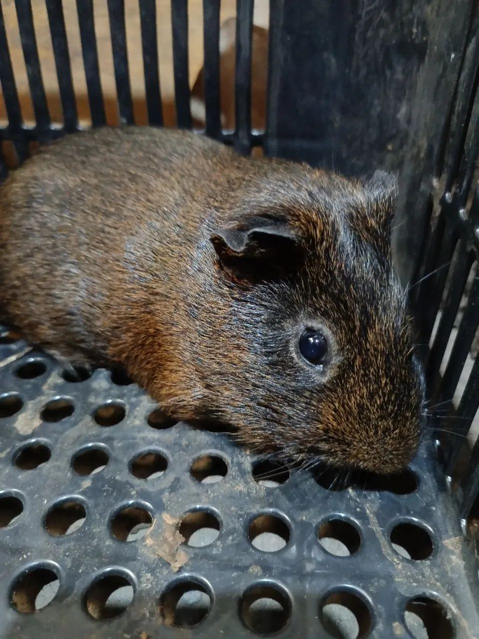 Preá ou porquinho da índia  - Foto 2