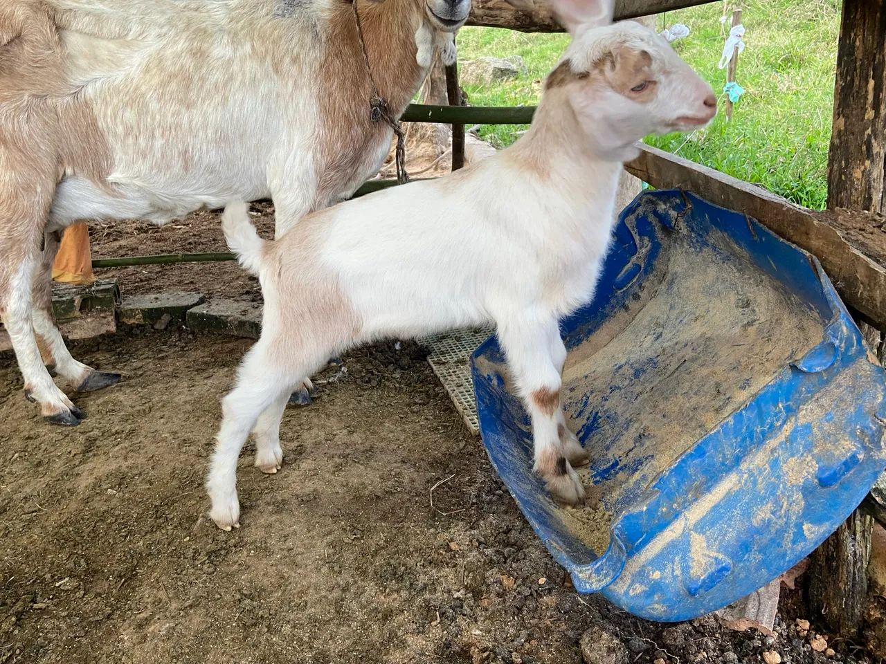 Vende-se lindo Cabrito  - Foto 4