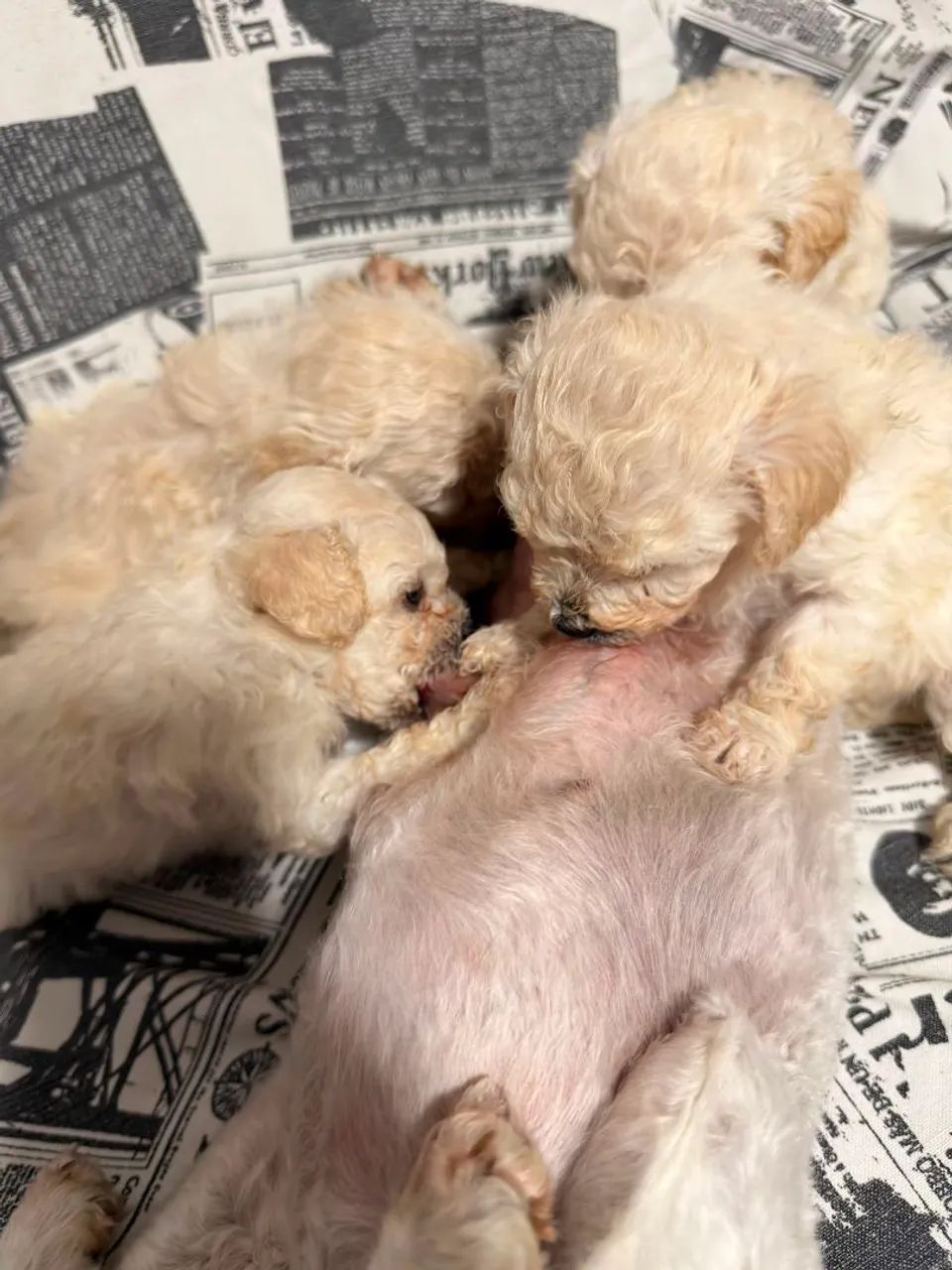 Vendo filhote Poodle toy - Foto 3