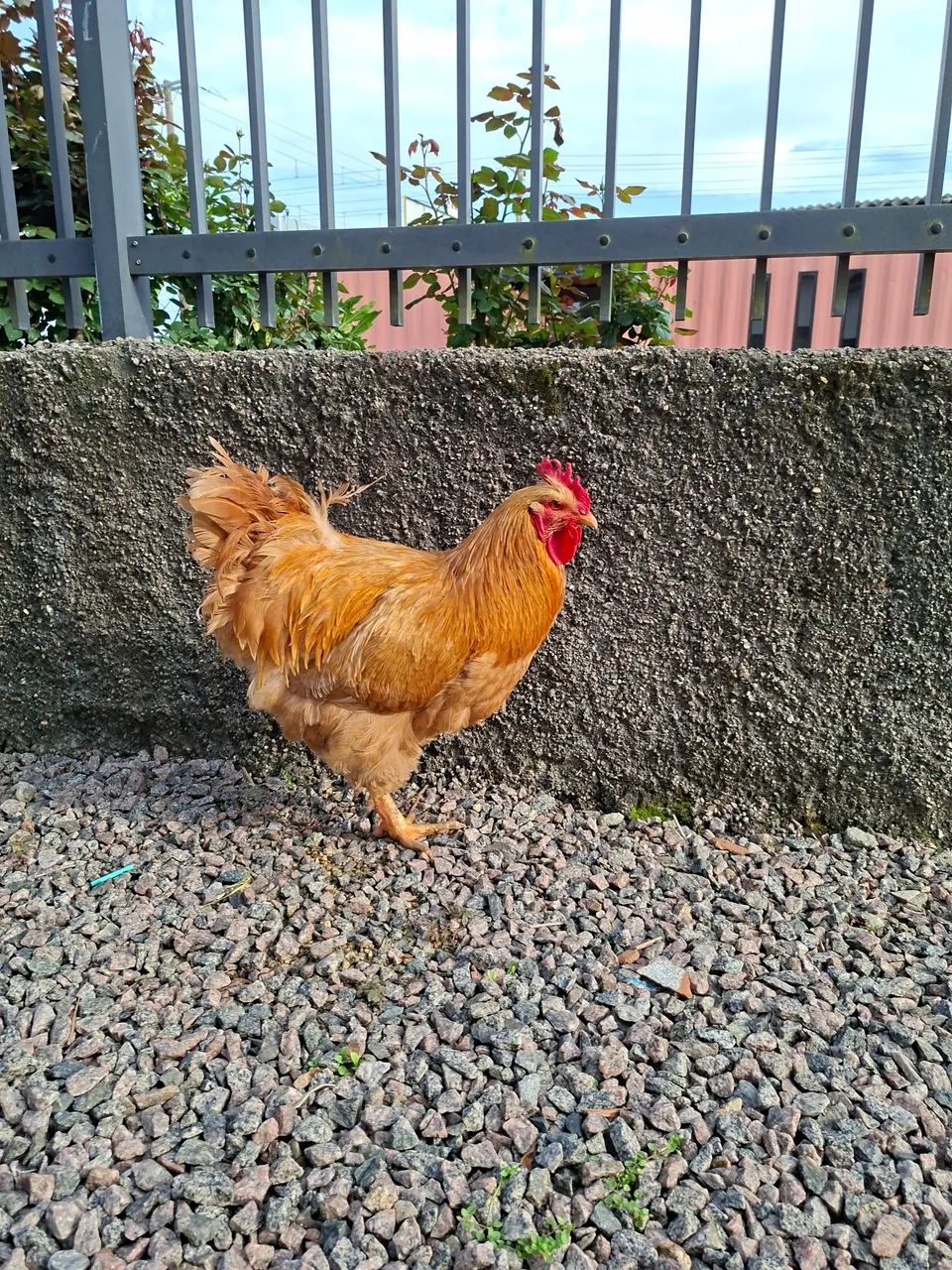 Galo orpington  - Foto 5