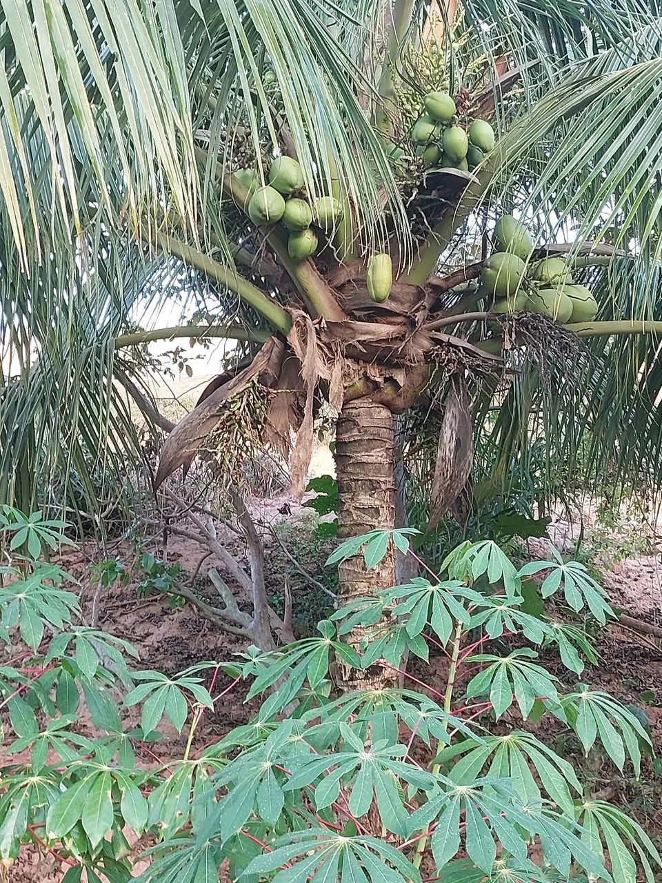 Vende terreno em itapemirim - Foto 3