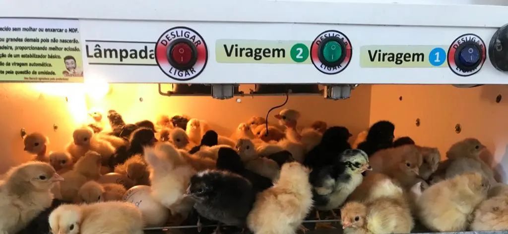 Chocadeira automática 120 ovos com lâmpada e ovoscópio  - Foto 4