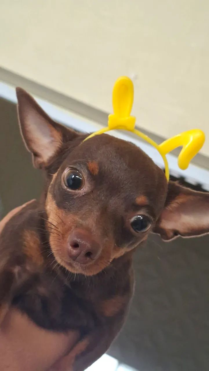 pinscher - Foto 2