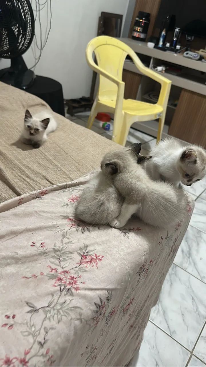 Gatinho - Foto 5