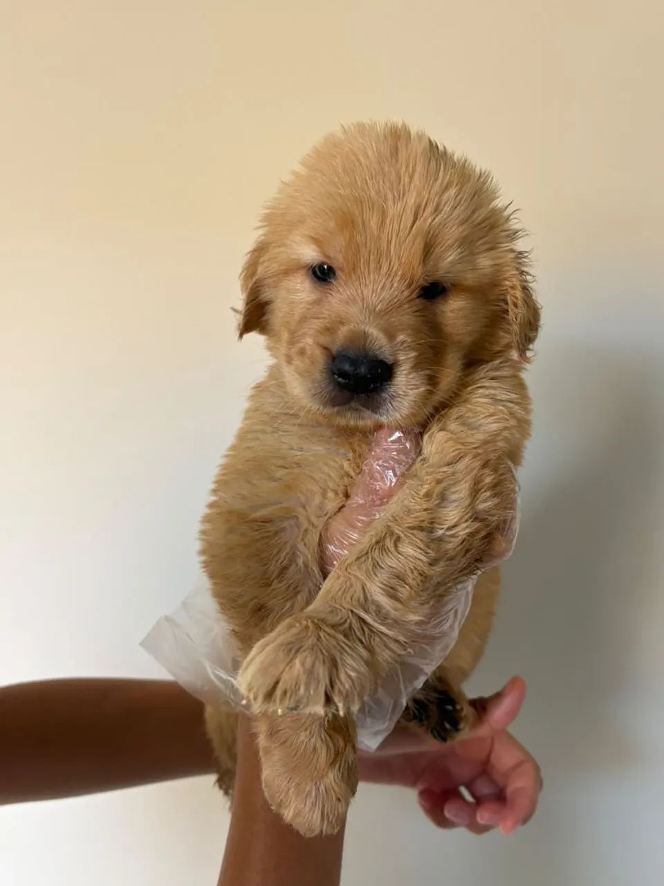 Golden Retriever com pedigree  - Foto 4