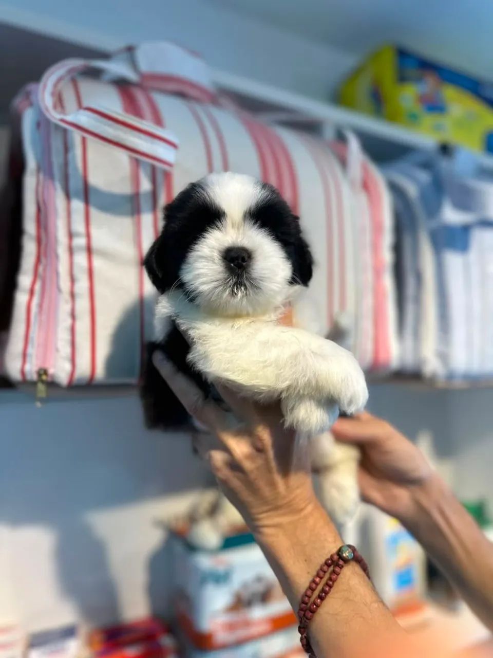 Perfeitinha e linda shitzu