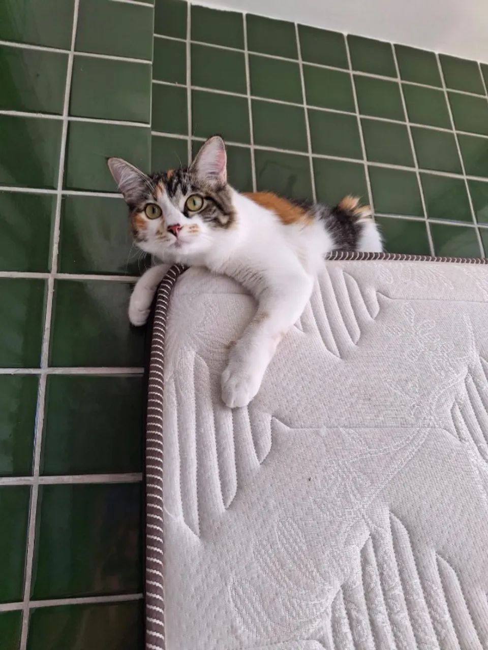 Gato - Foto 4