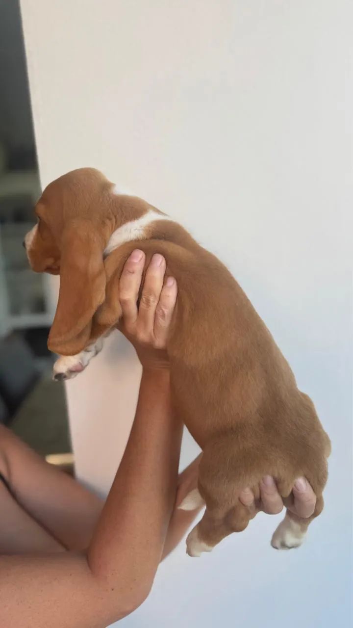 Filhotes cachorros Basset Hound  - Foto 4