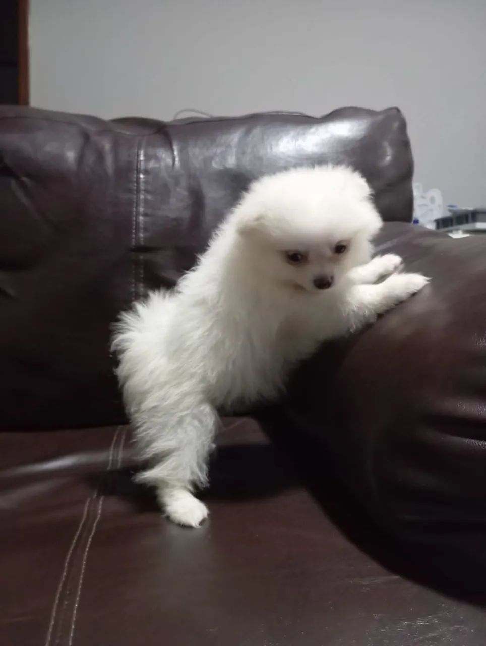 Spitz alemao  - Foto 2