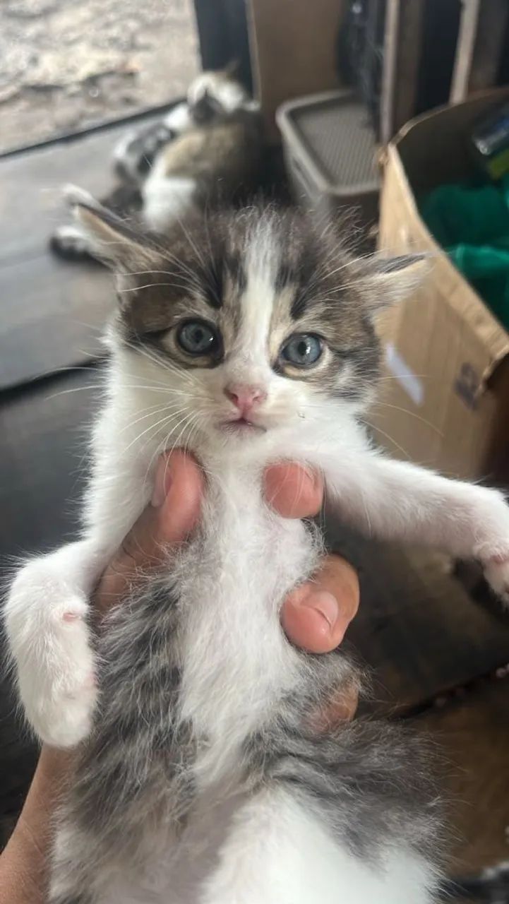 Gatinhos   