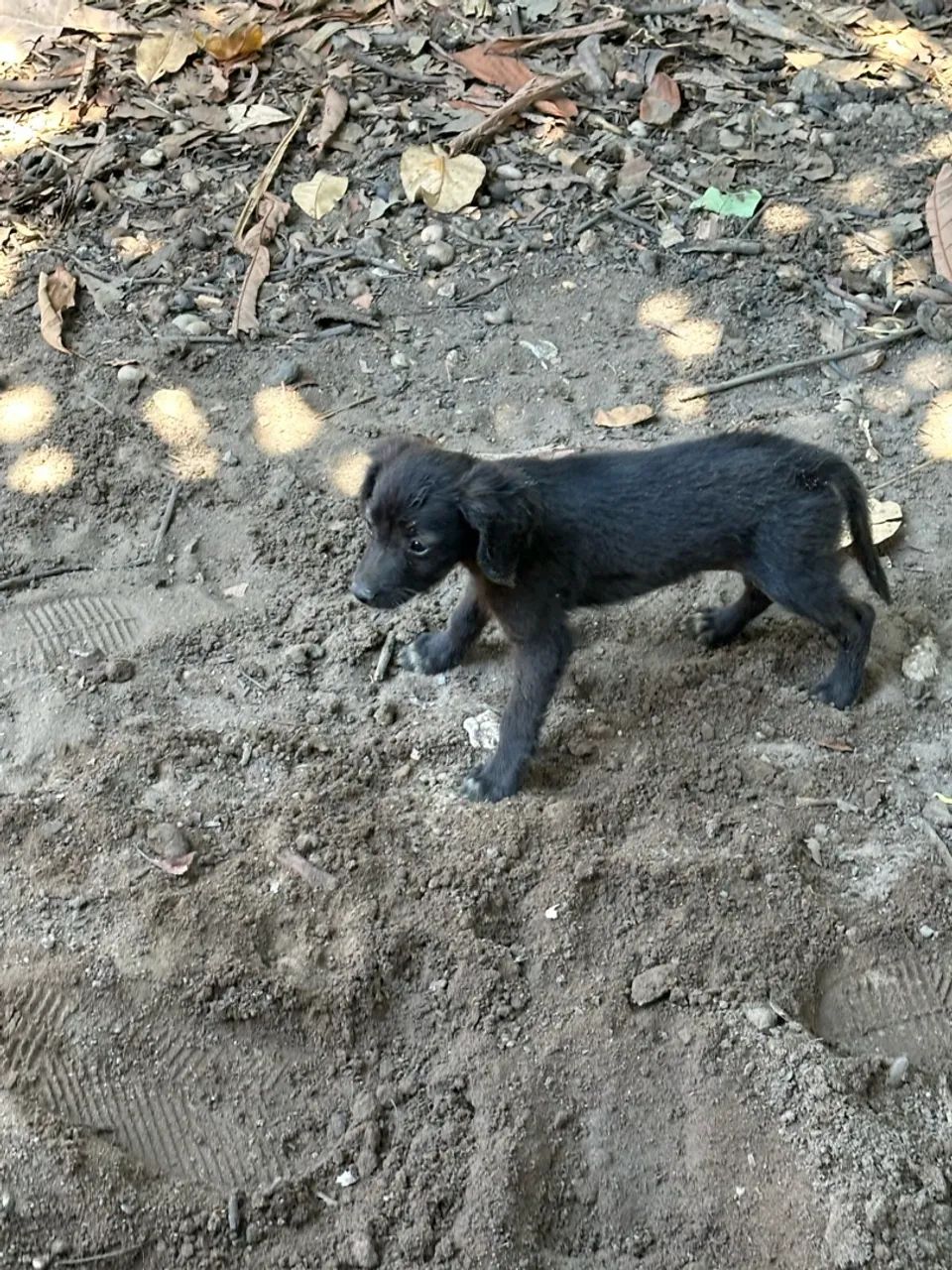 Border collie  - Foto 4