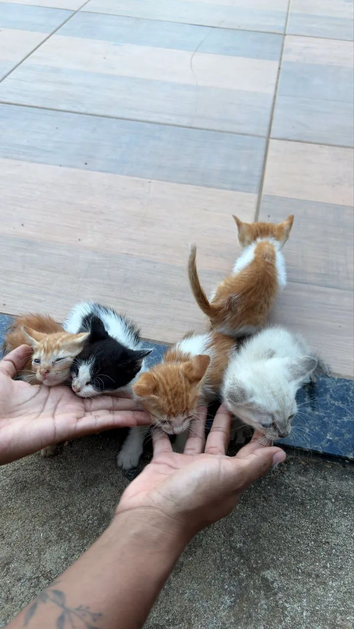 Doação de gatos - Foto 2