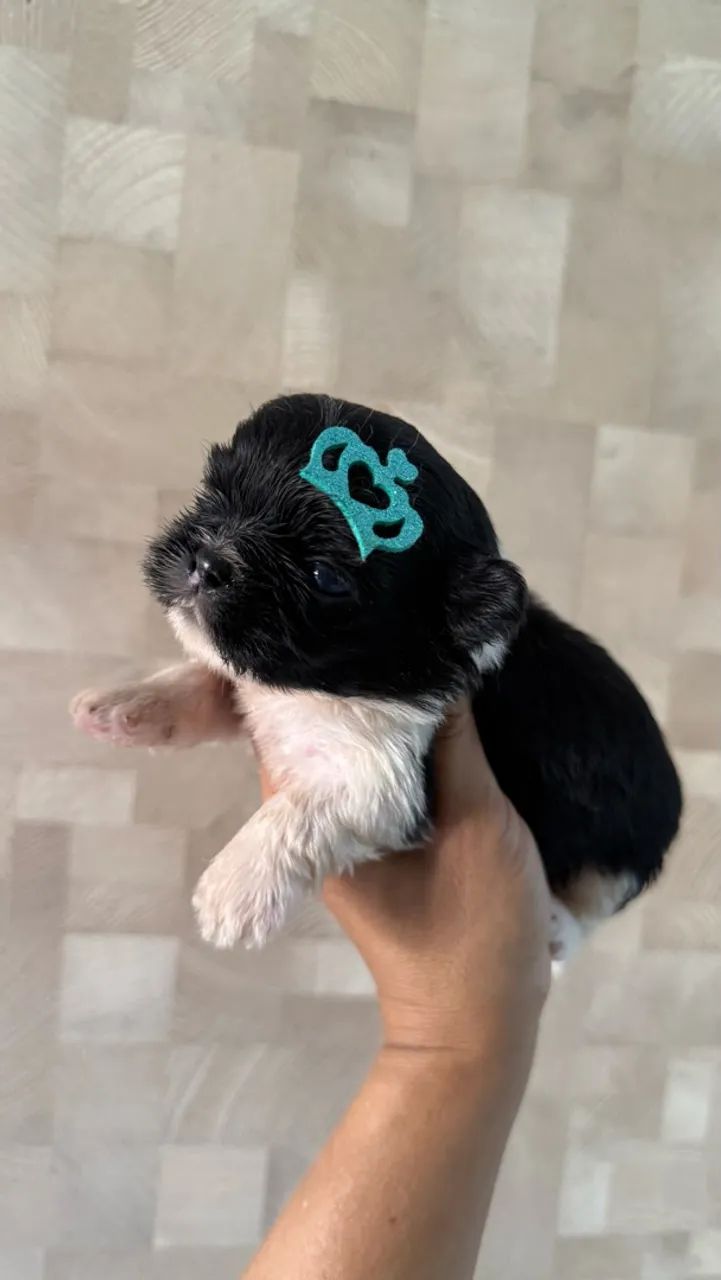 Shihtzu macho  - Foto 3