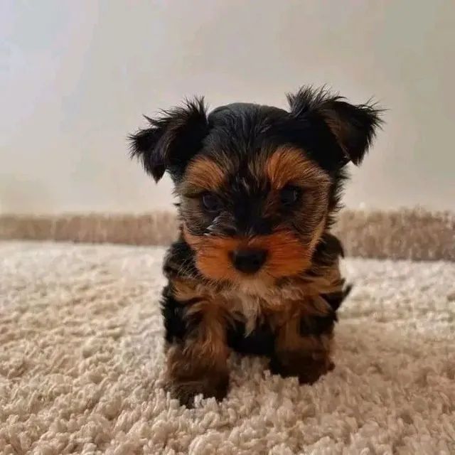 Yorkshire Terrier com características marcantes da raça - Foto 2