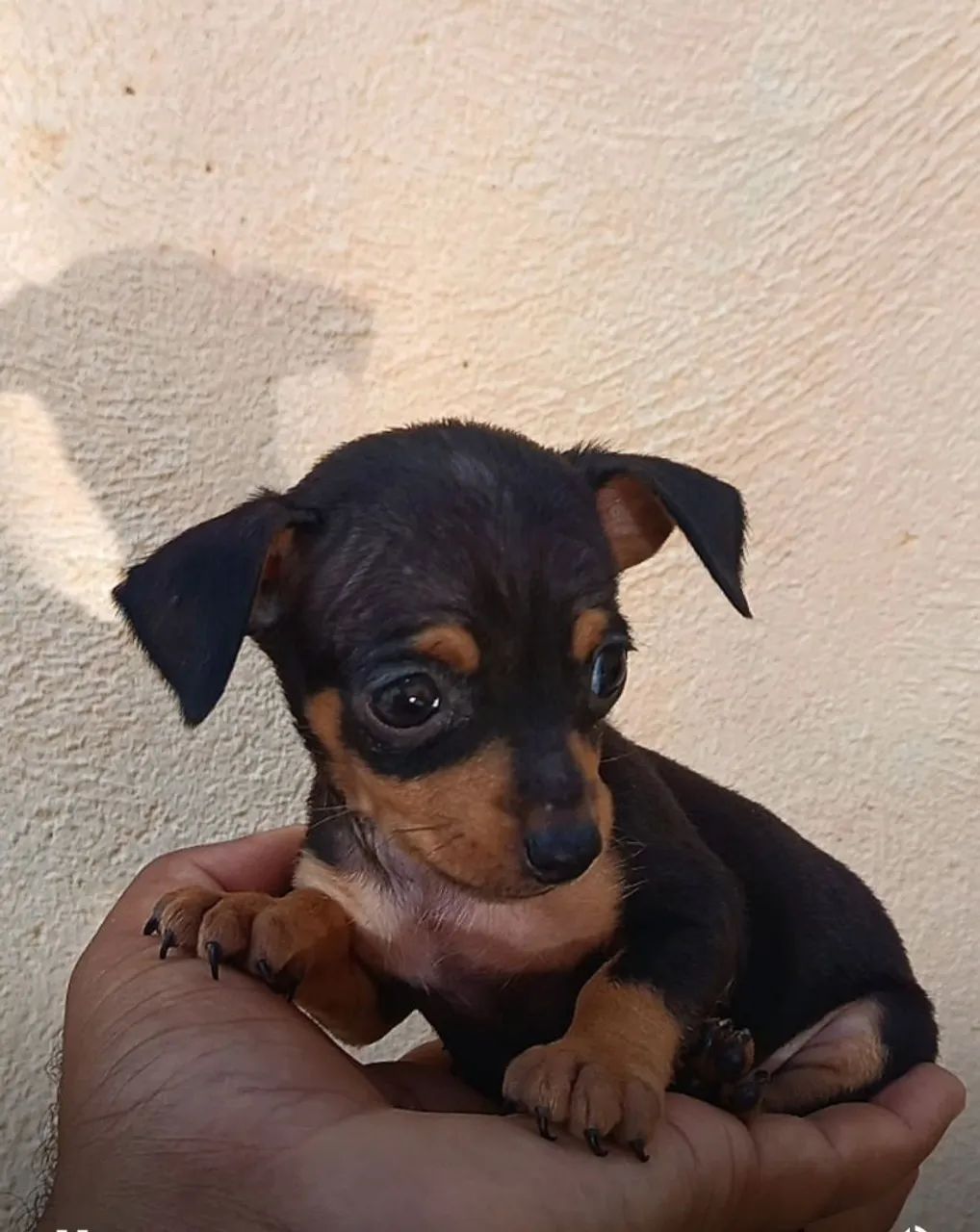 Pinscher Zero (macho) - Foto 2
