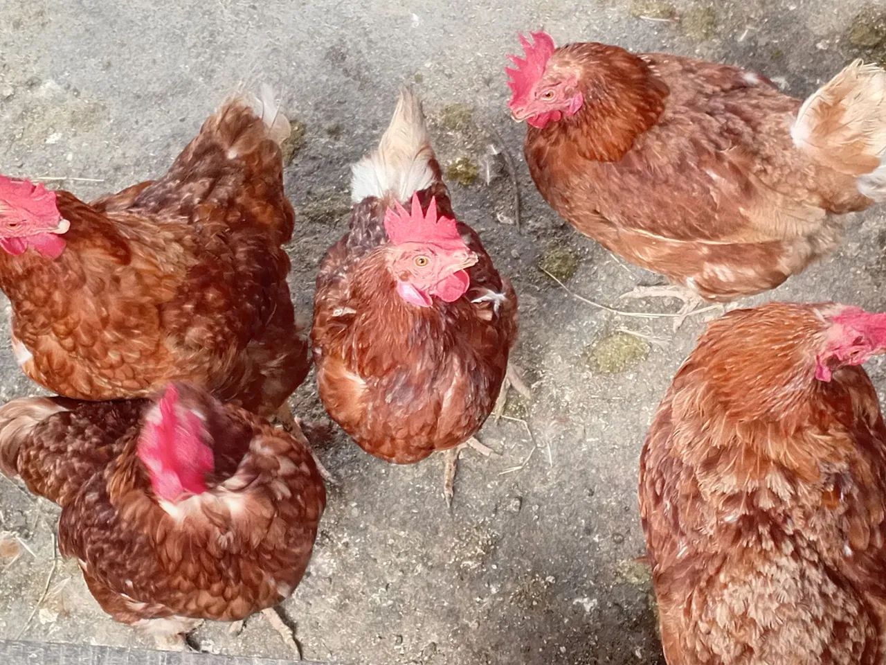 Vendo 15 galinhas poedeiras com 1 ano de idade ainda pondo ovos !