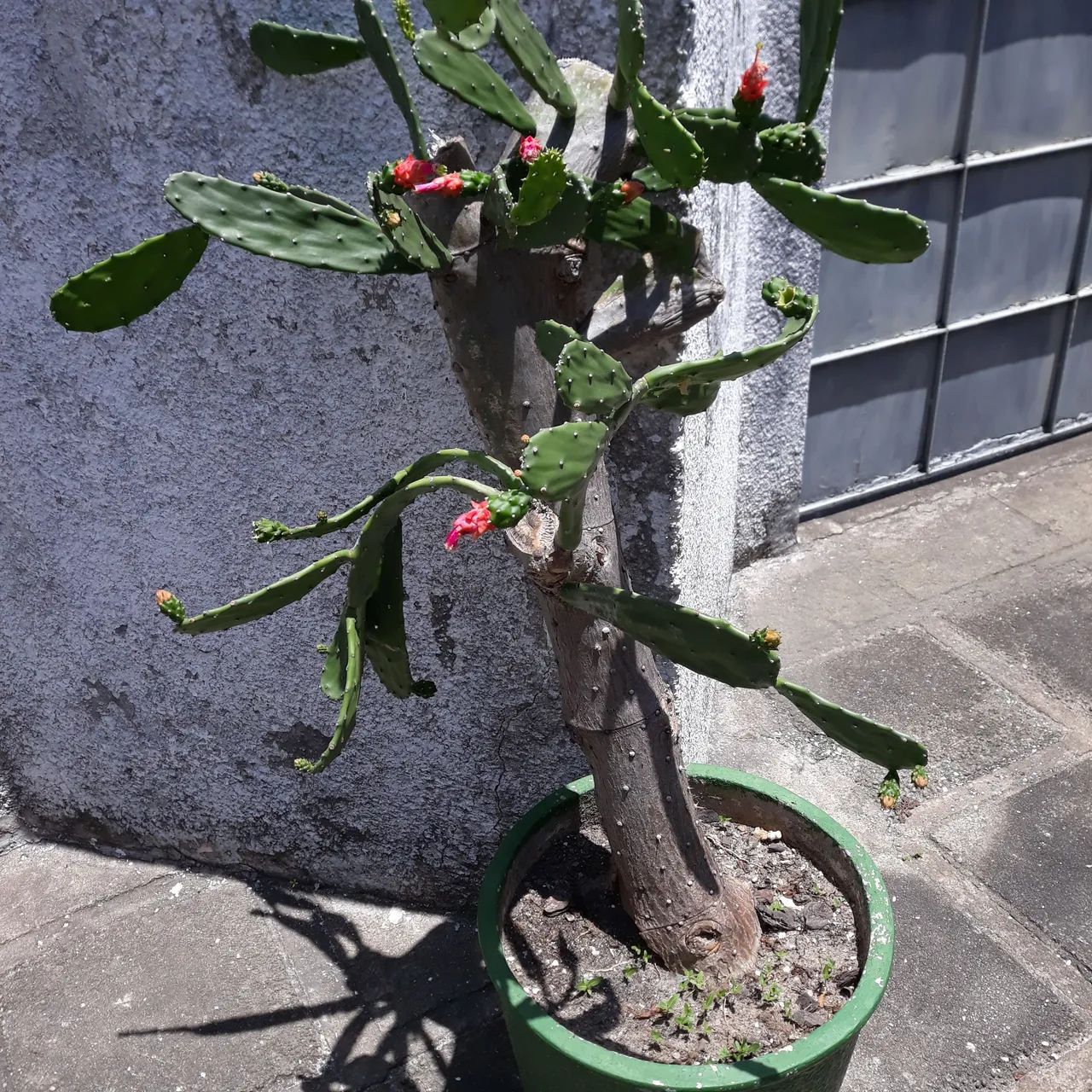 Planta - Foto 5