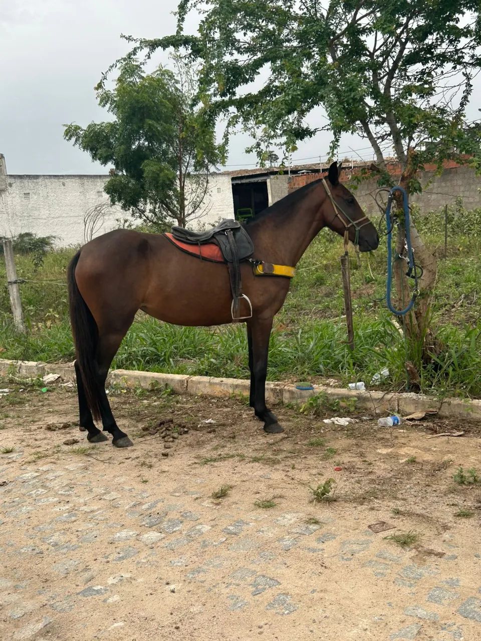 Égua é cavalo 