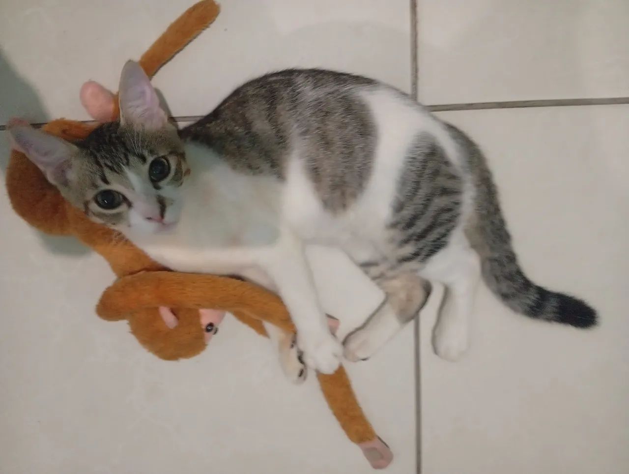Doação de gato - Foto 5