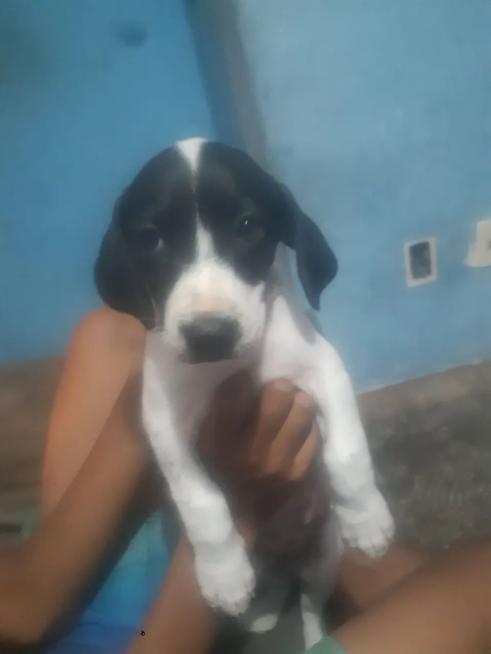 Cachorro 