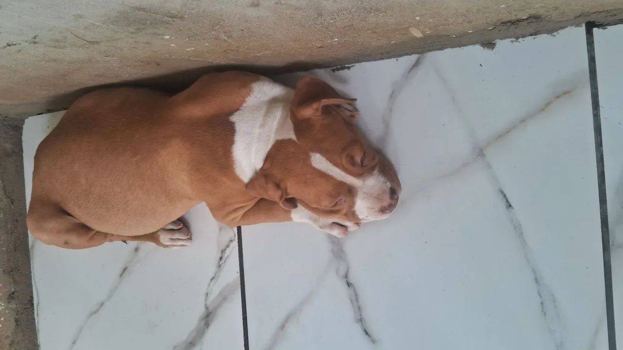 Folhote de pitbul 