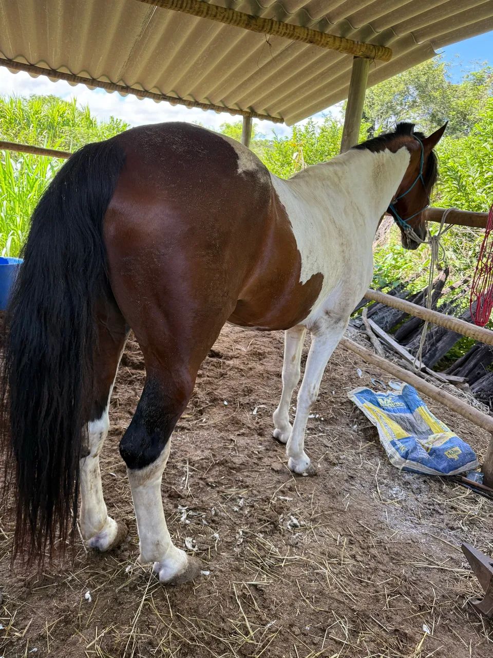 Garanhão  - Foto 2