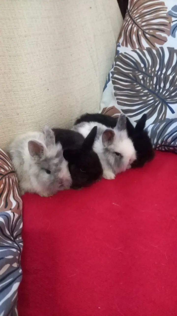 Filhote de Mini Coelhos raça Fuzzy Lop