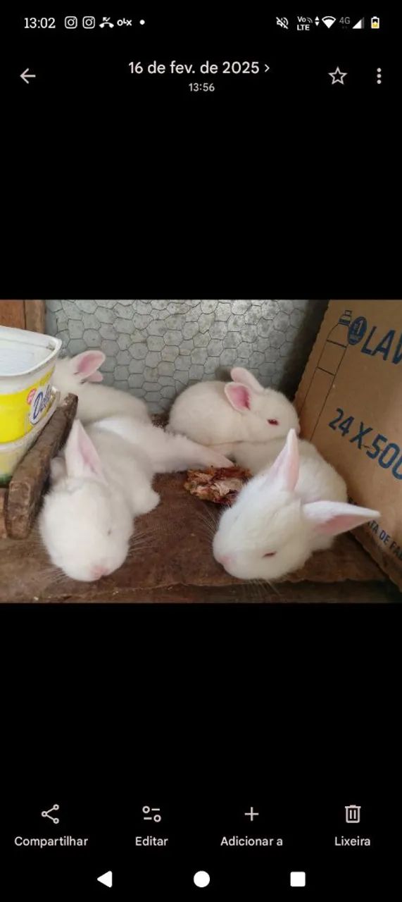 Coelhos Filhotes e Adultos  - Foto 3