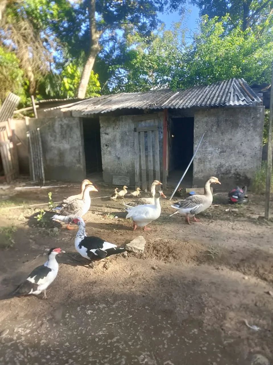 Vende-se Gansos  - Foto 4