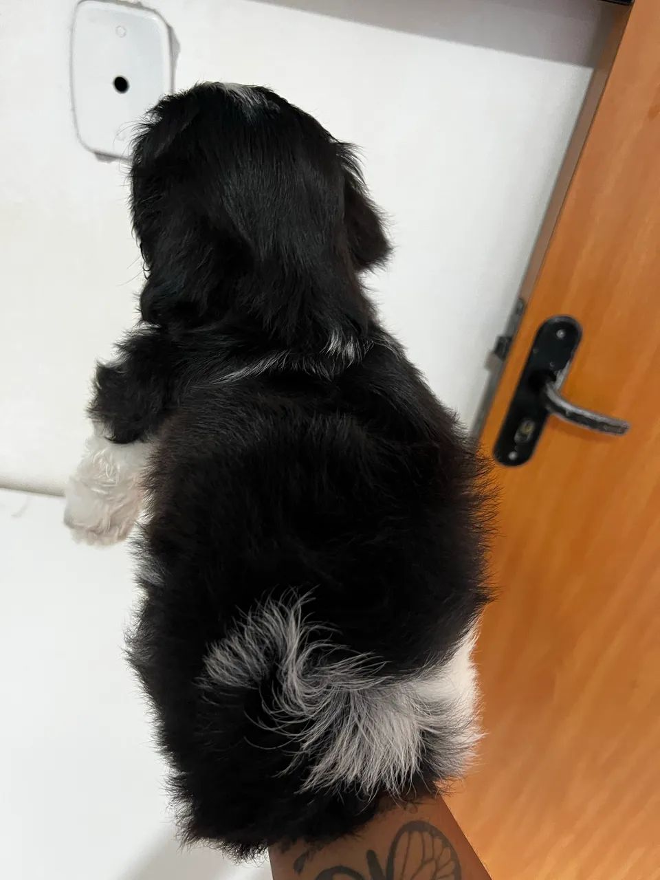 Filhotes de Shihtzu  - Foto 2