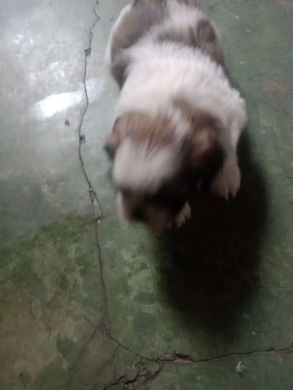 Cachorro  - Foto 3