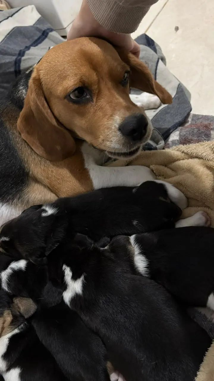 Filhotes de Beagle - Foto 4