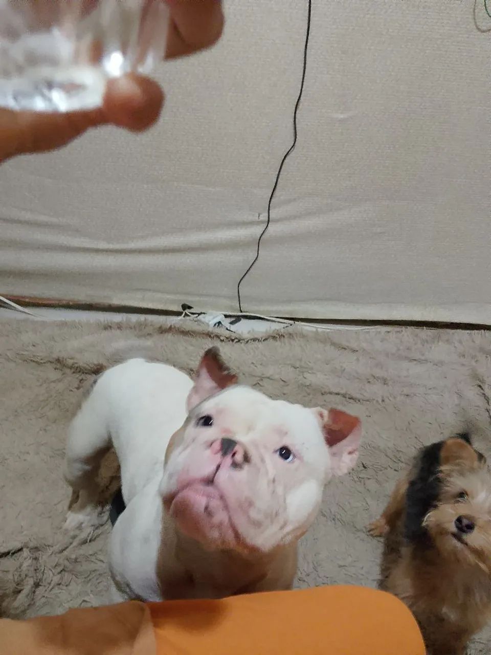American Bully 