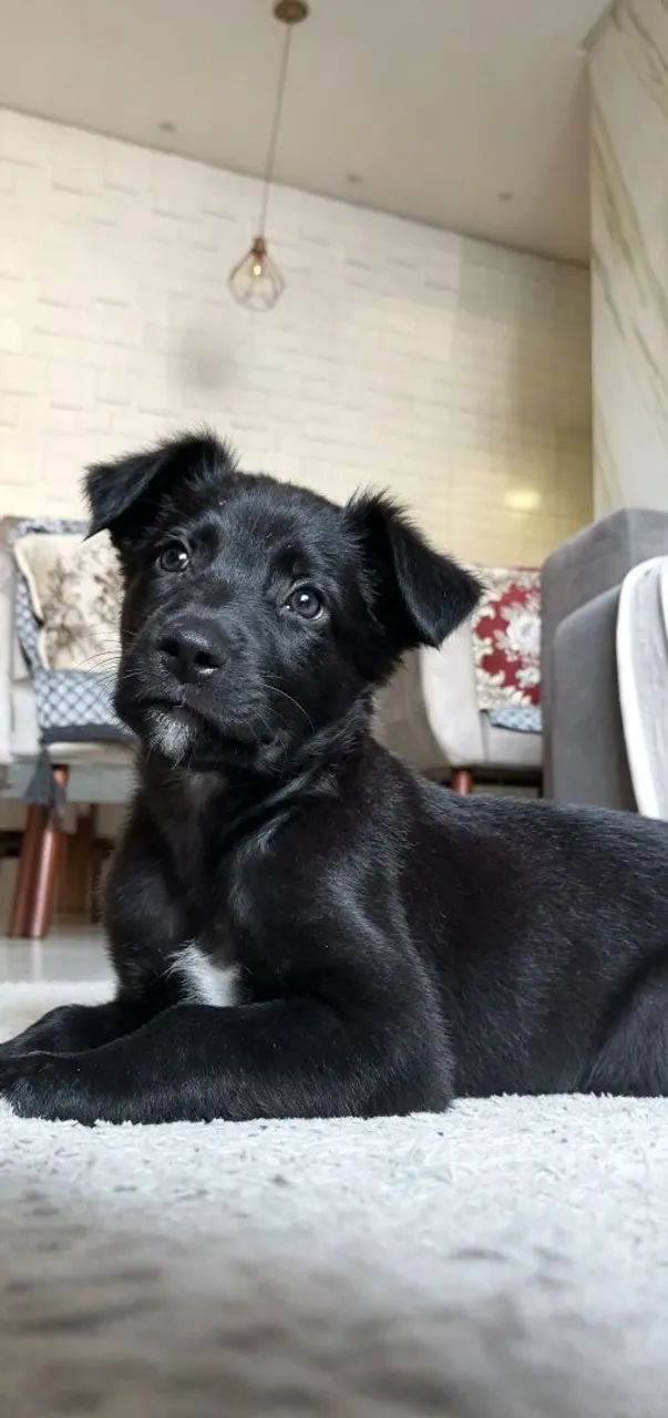 Cachorrinho pra adoção 
