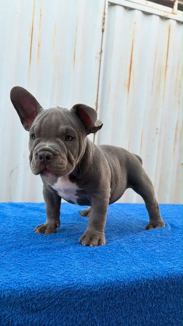 American Bully Micro Exótico  - Foto 3
