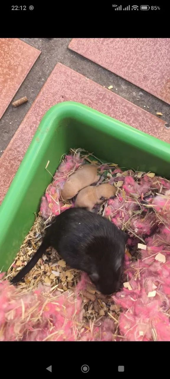 Esquilo da mangolia gerbil  - Foto 4