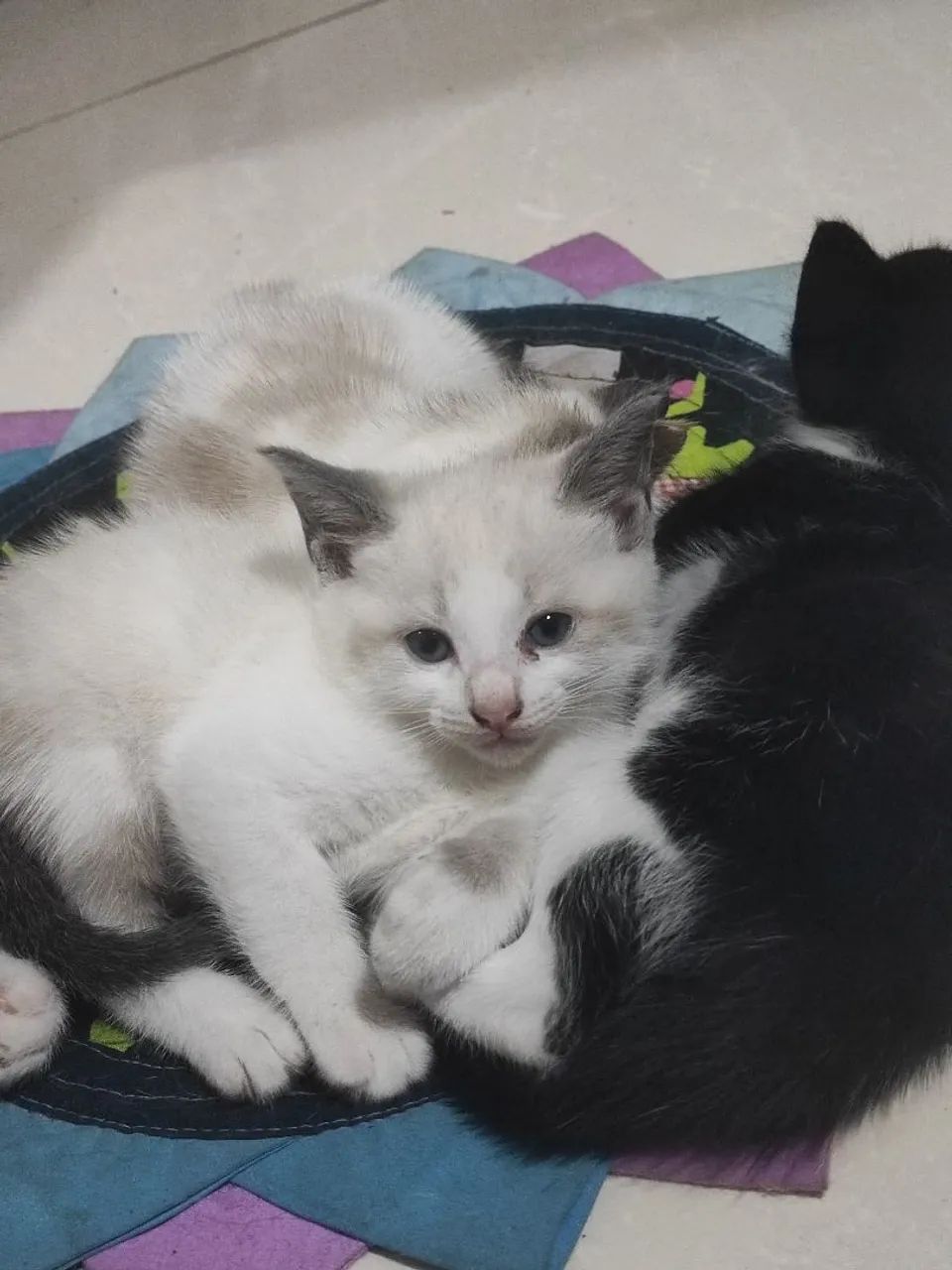 Gatinhas para adoção  - Foto 2