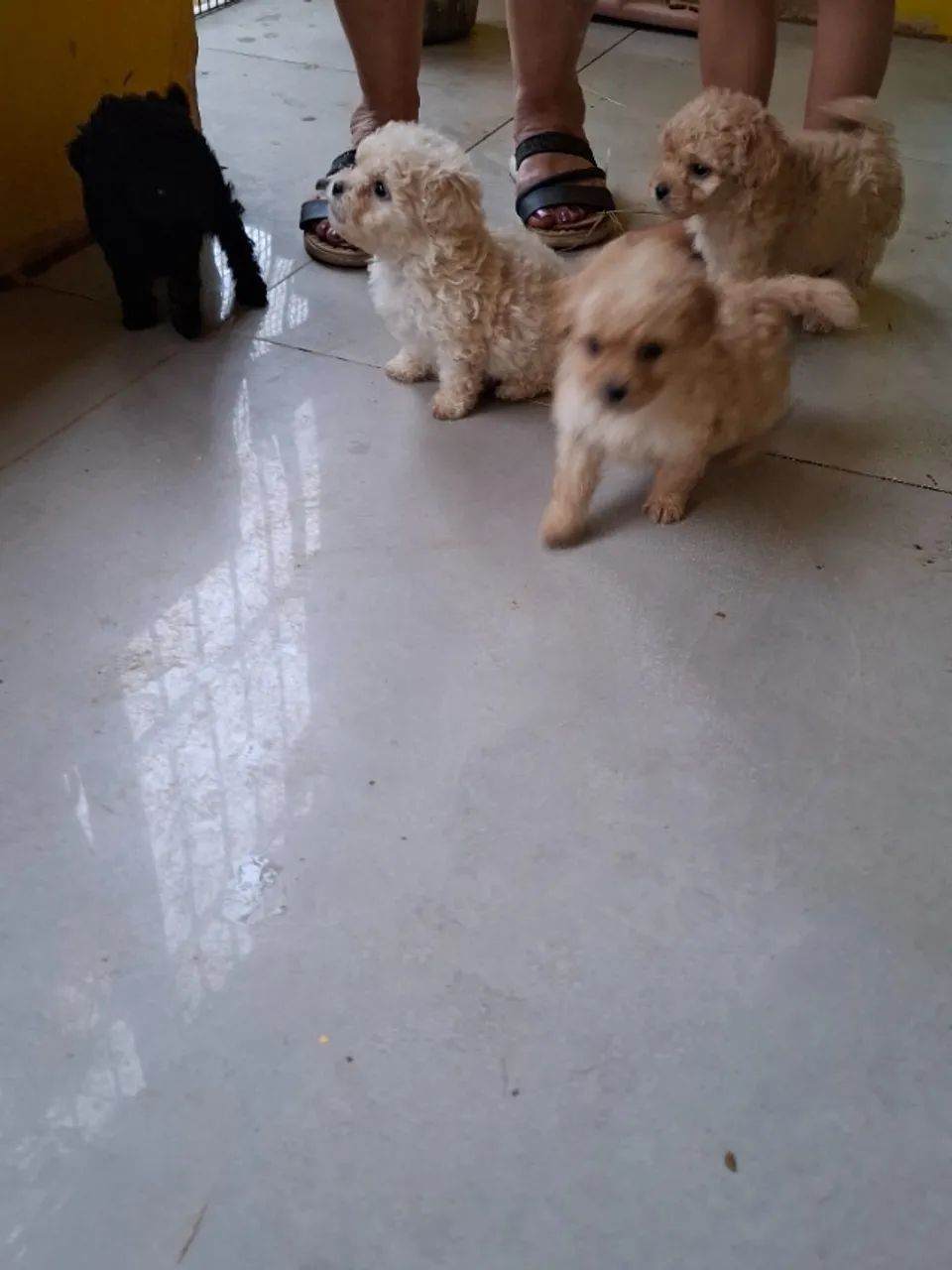 Filhote de poodle - Foto 2