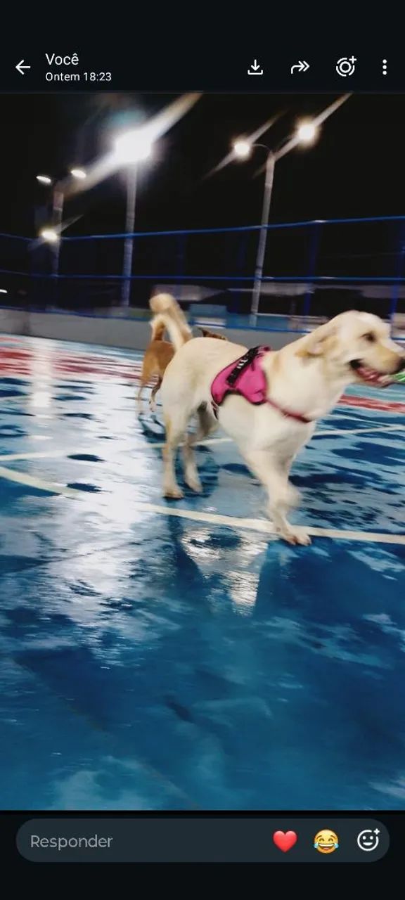 Doação labradora legítima 