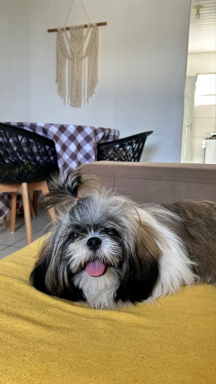 Shih tzu  - Foto 5
